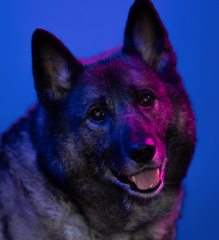 Portrait of a cheerful dog with thick, dark fur and upright ears, bathed in dramatic pink and blue lighting. The dog is looking directly at the camera with a friendly expression and slightly open mouth, radiating warmth and personality.