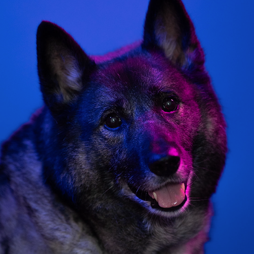 Portrait of a cheerful dog with thick, dark fur and upright ears, bathed in dramatic pink and blue lighting. The dog is looking directly at the camera with a friendly expression and slightly open mouth, radiating warmth and personality.