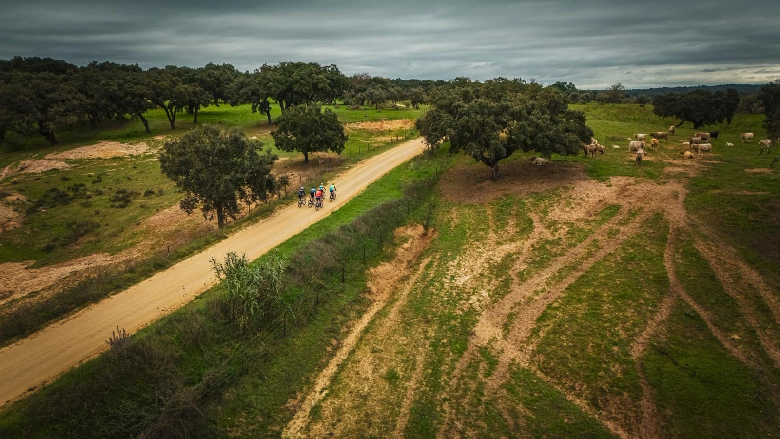 Aerial view of a gravel group on a sandy track through cork oak pasture