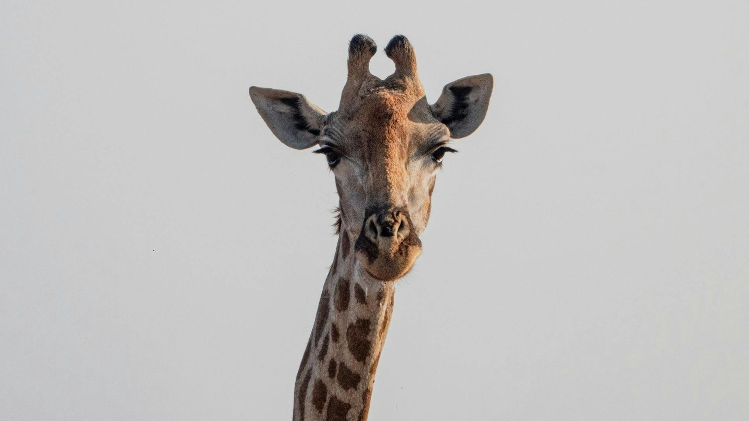 Safari in Kruger National Park