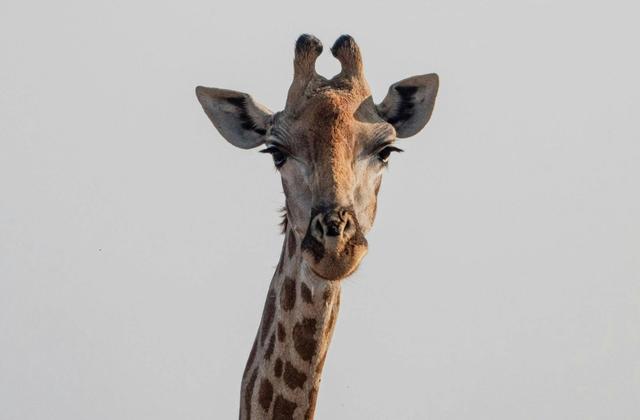 Safari in Kruger National Park
