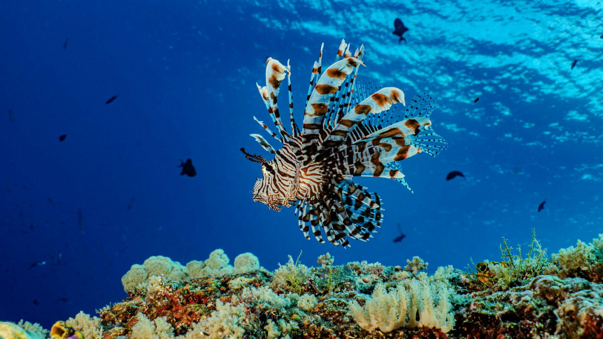 Diving in Papua
