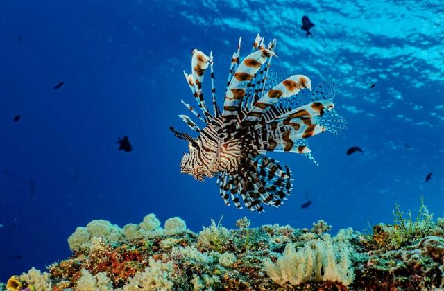 Diving in Papua