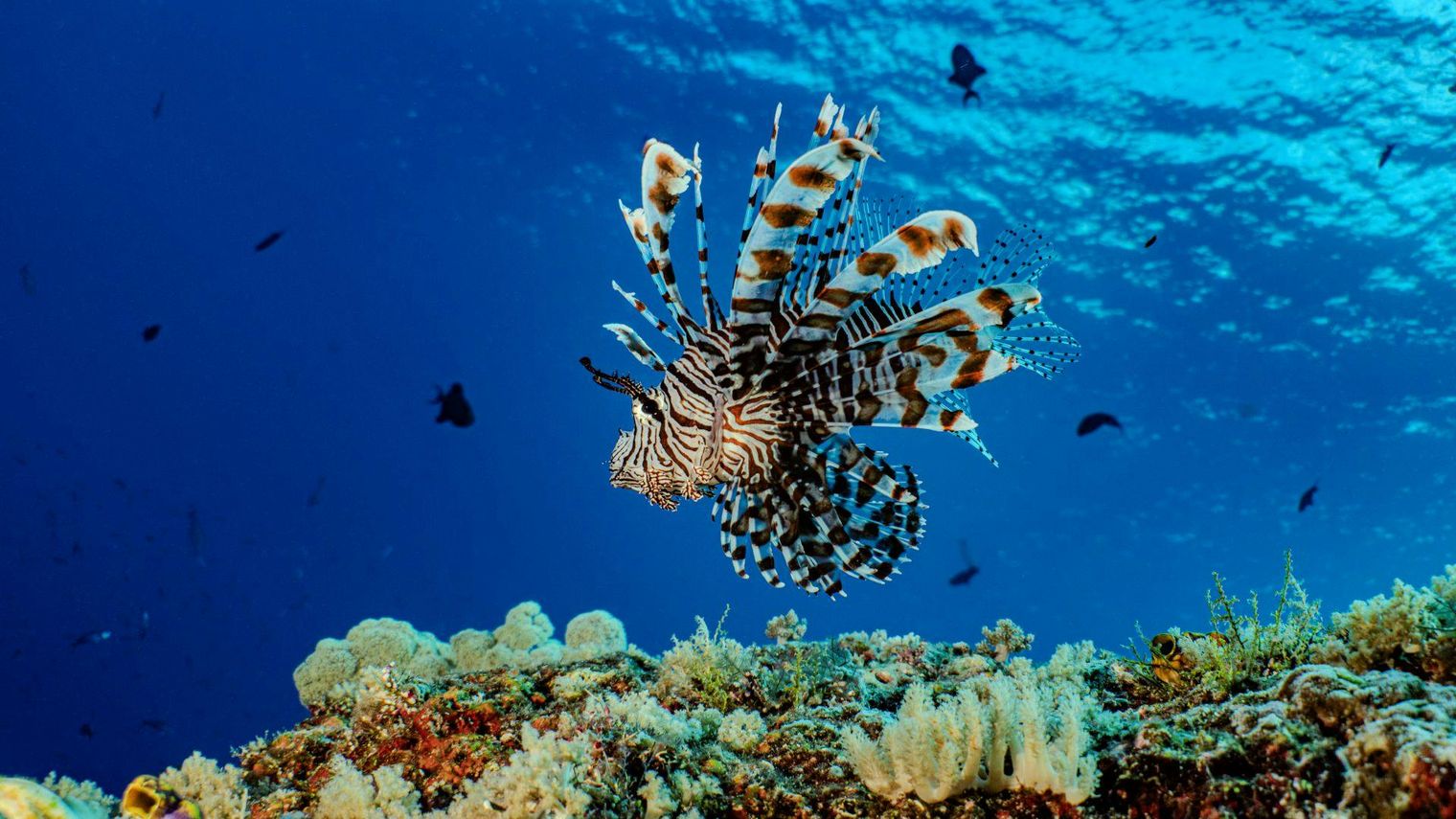 Diving in Papua