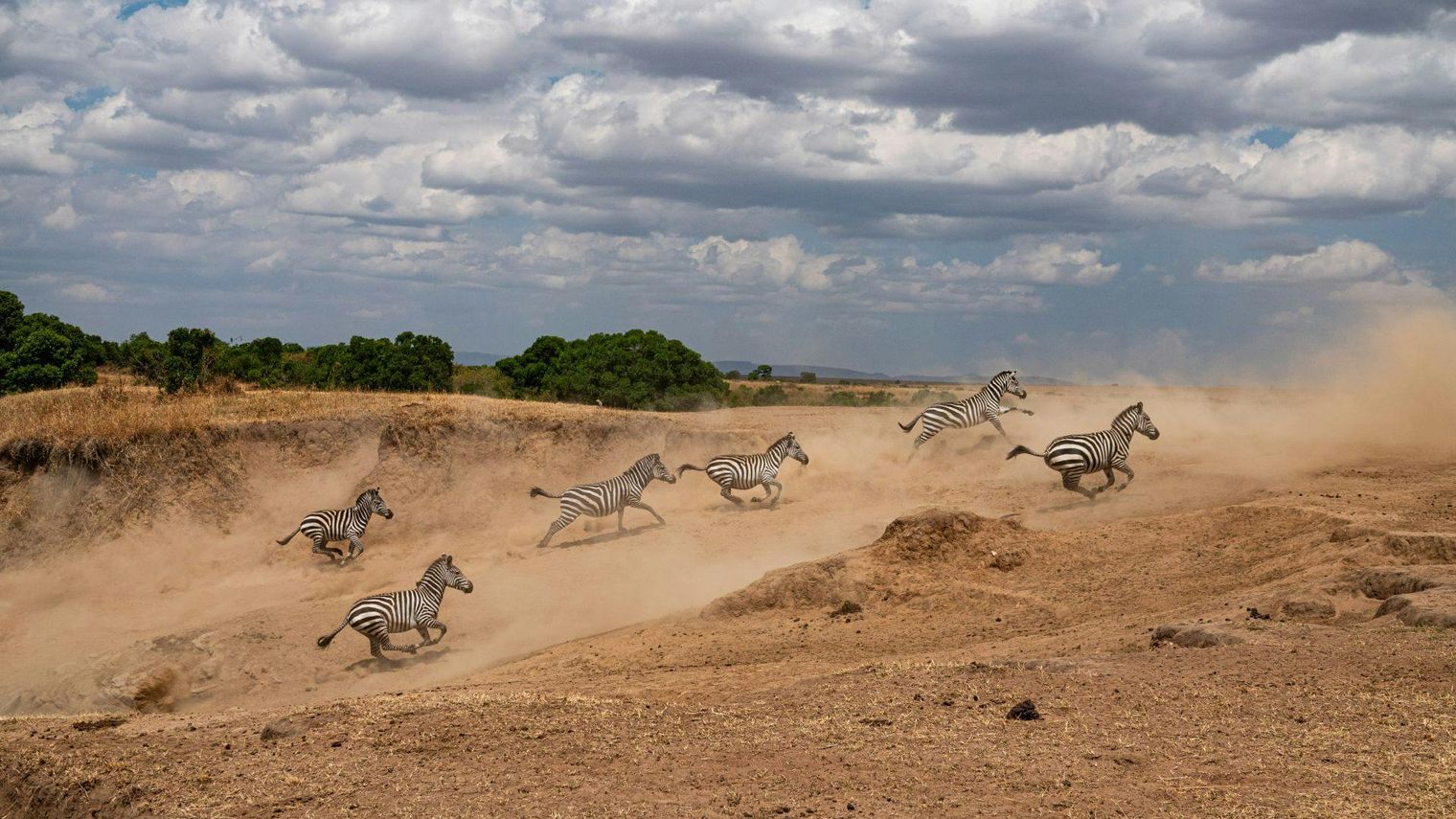 Safari in Maasai Mara