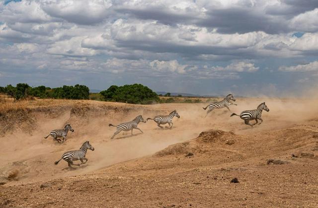 Safari in Maasai Mara