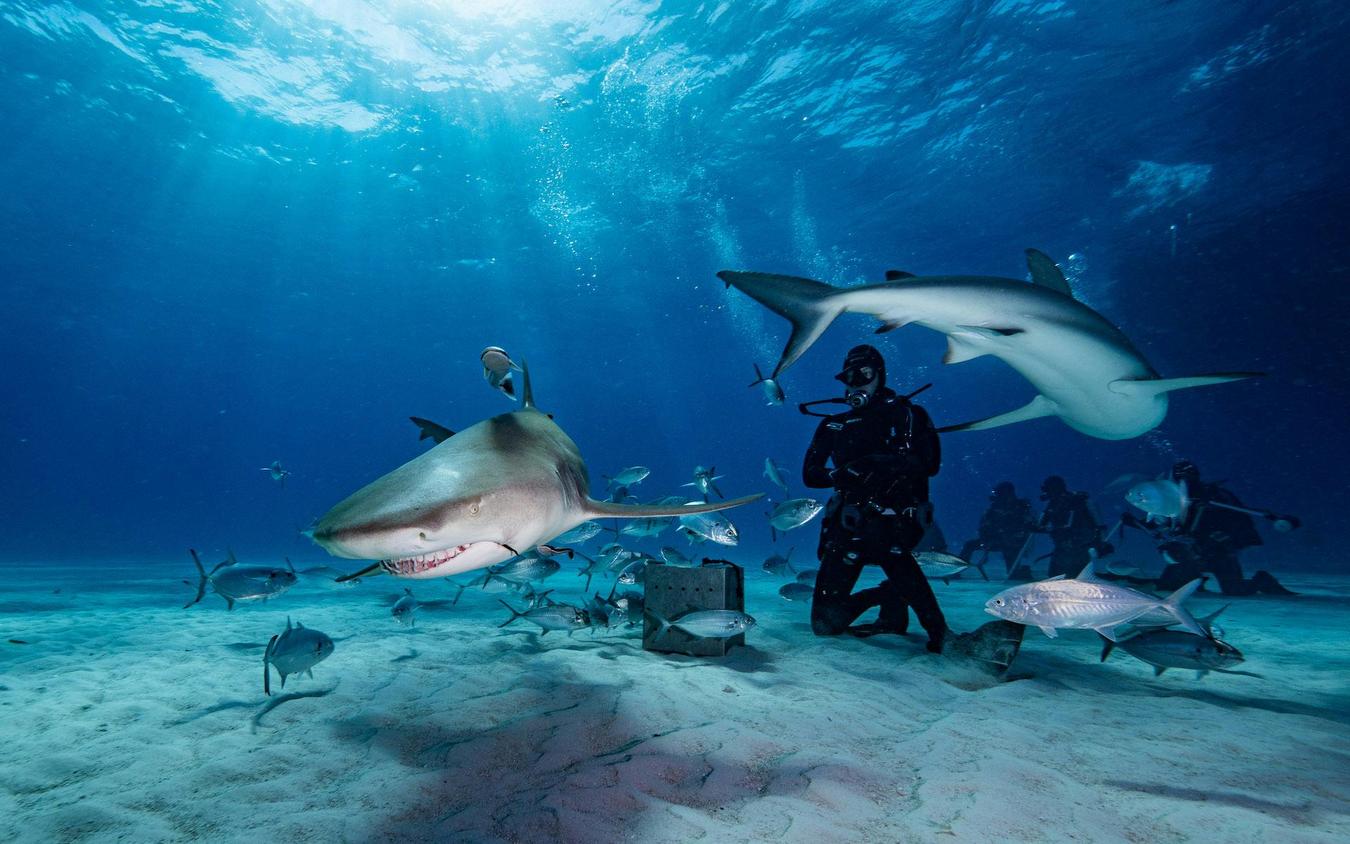 Shark diving in the Bahamas