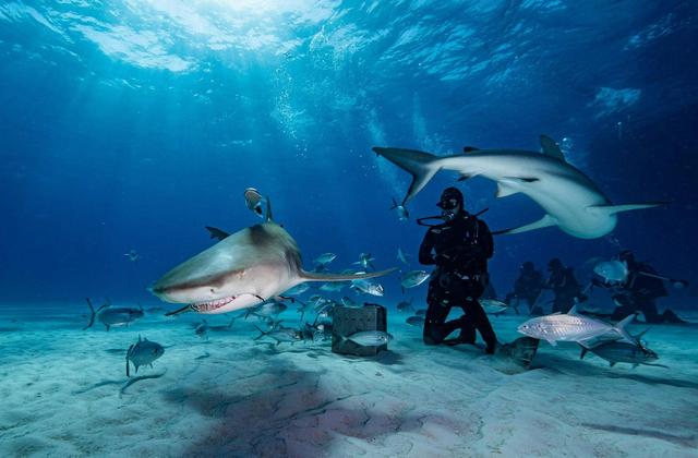 Shark diving in the Bahamas