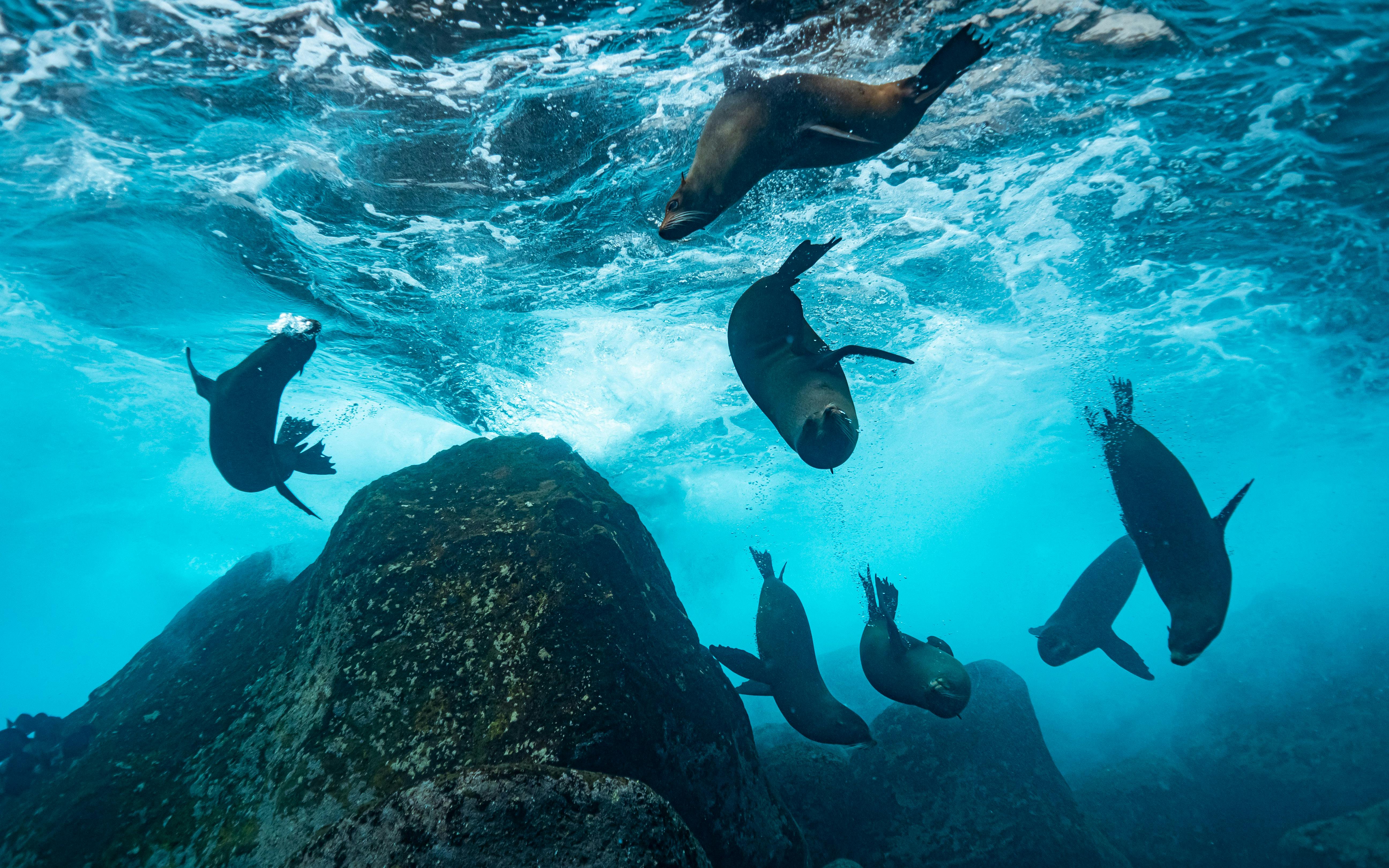 Journey to the Galapagos Islands