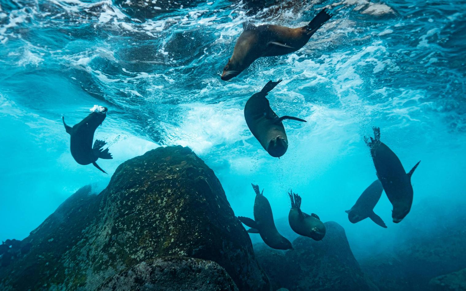 Journey to the Galapagos Islands
