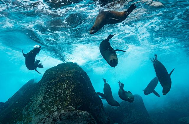 Journey to the Galapagos Islands