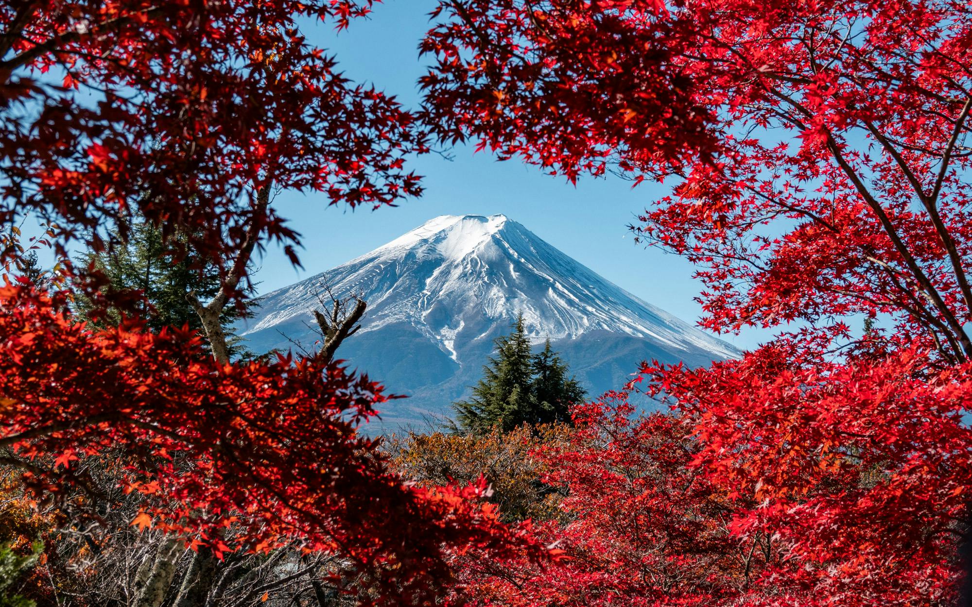 Nippon Fall Colors