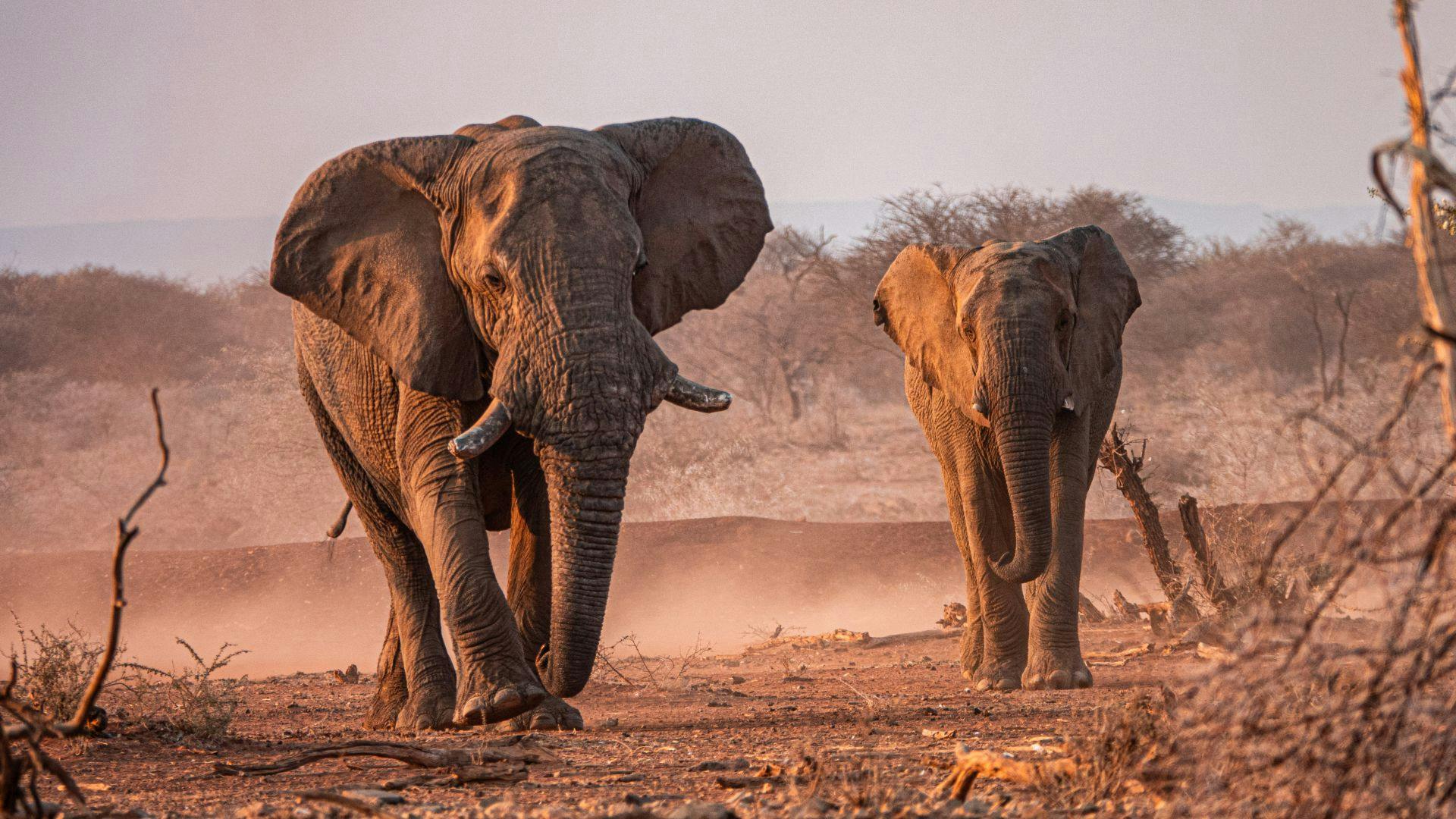 Safari in Namibia