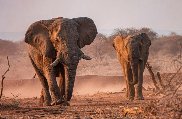 Safari in Namibia