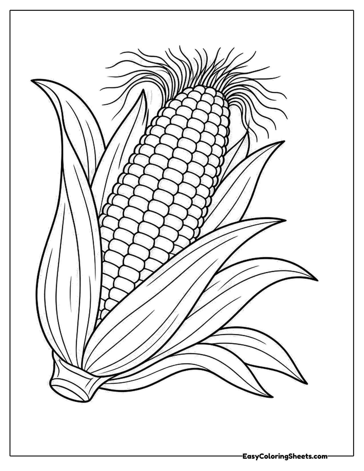 Ear of corn with its husk peeled back