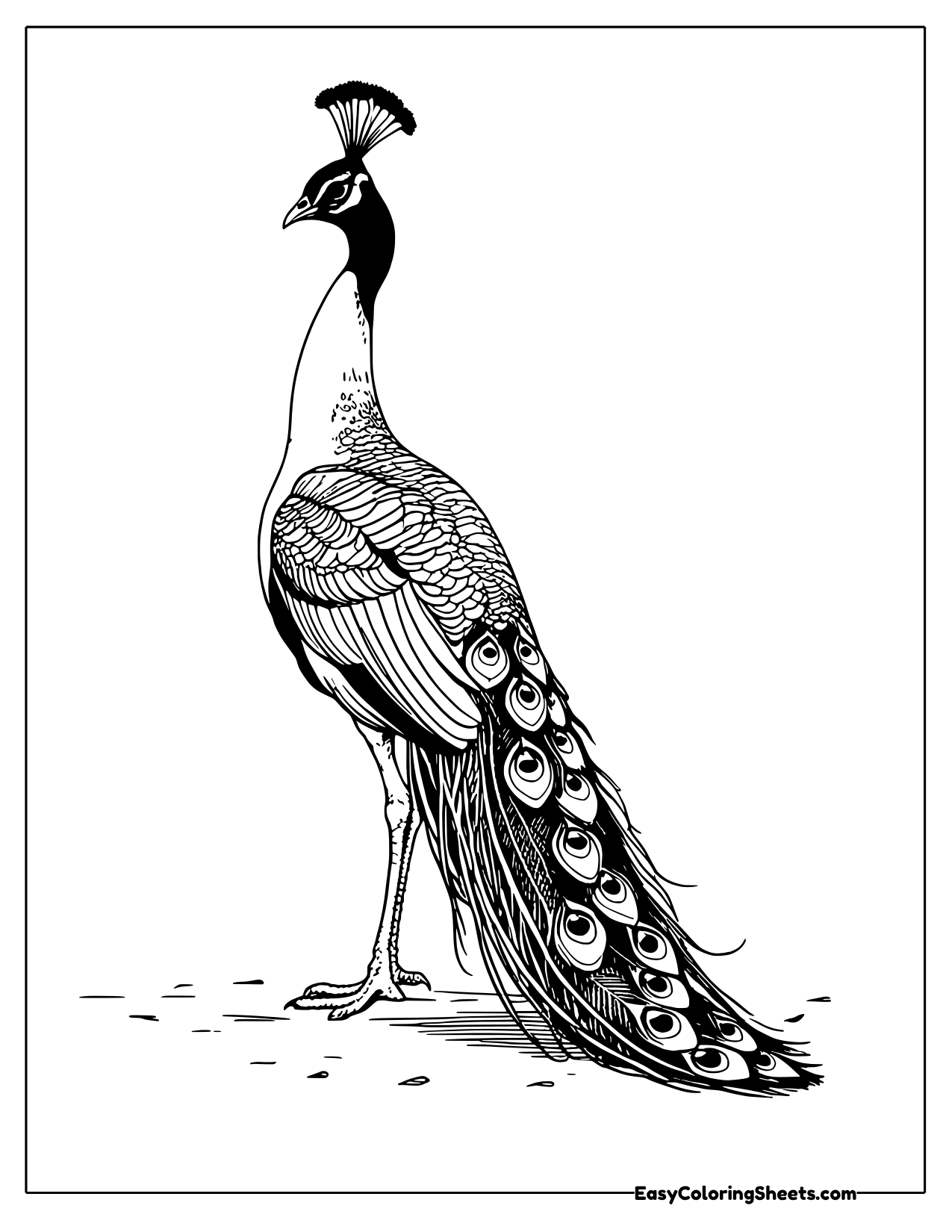 Peacock standing tall with long eye spotted tail feathers trailing to the ground