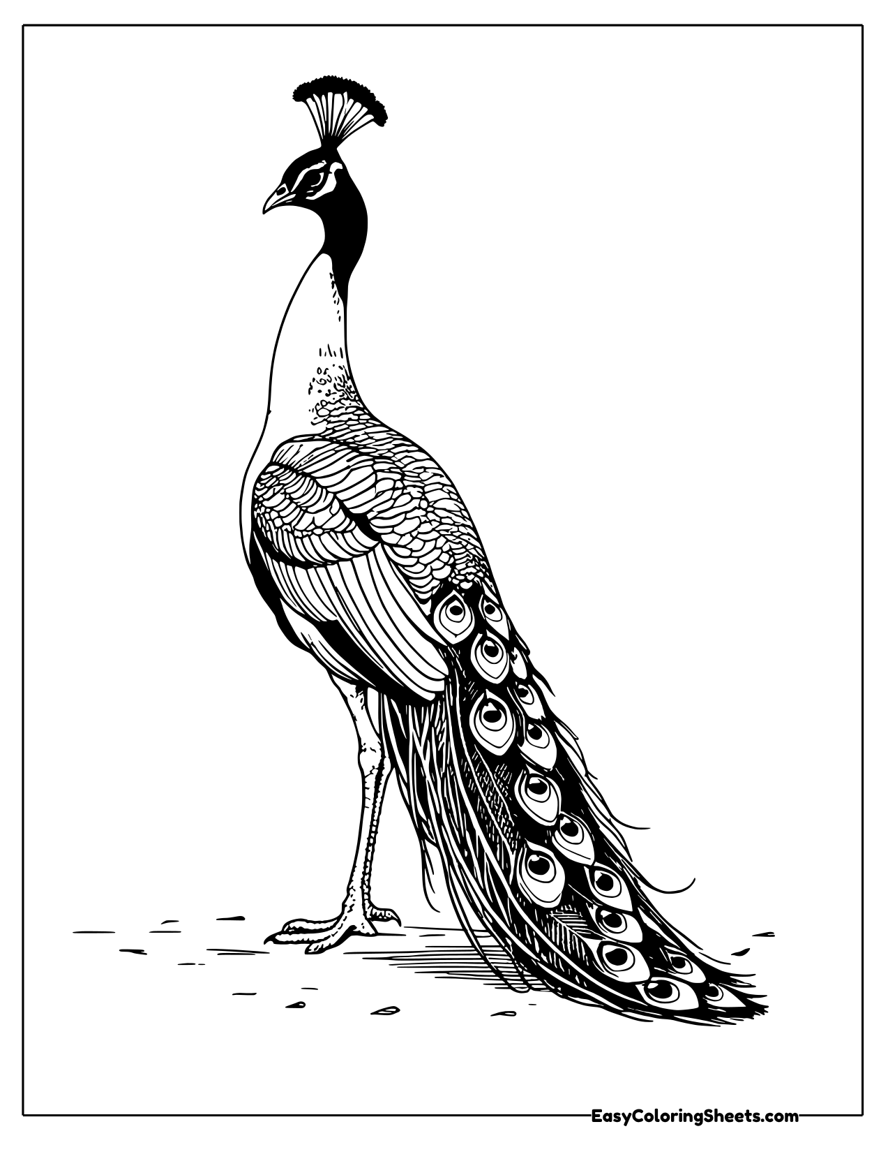 Peacock standing tall with long eye spotted tail feathers trailing to the ground