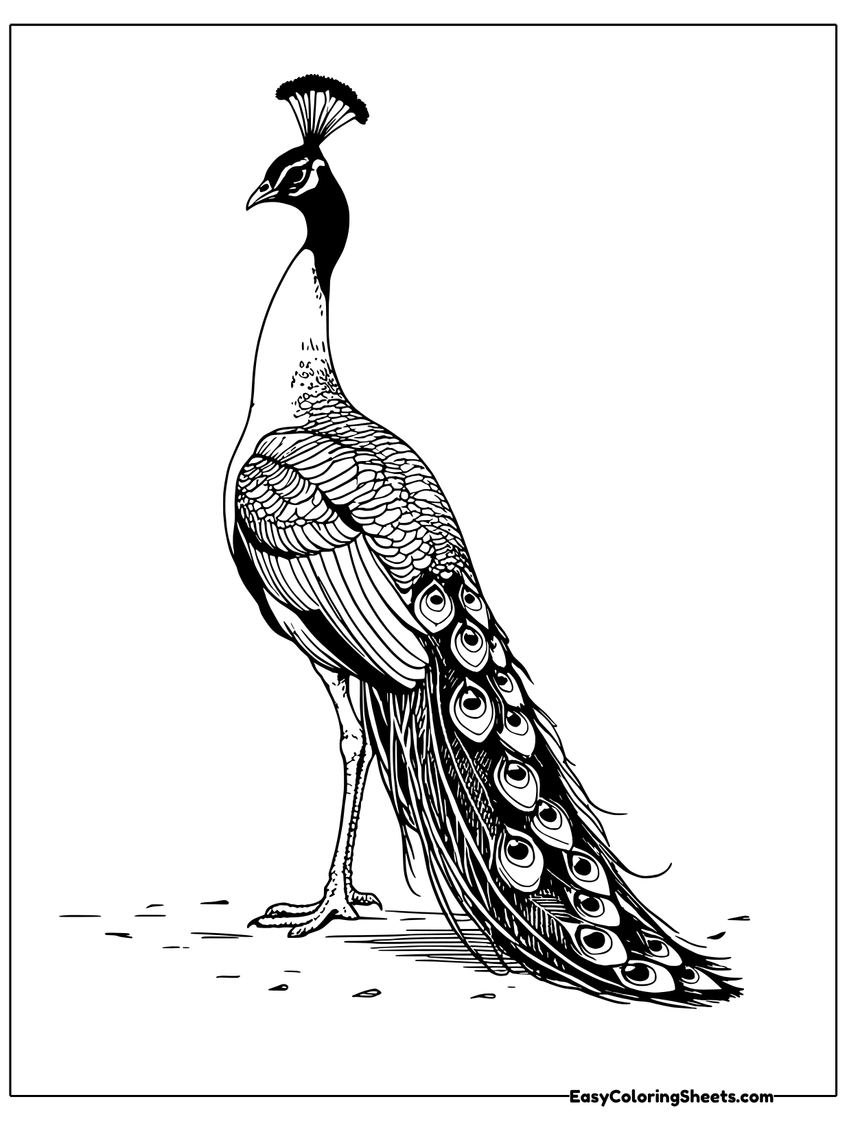 A proud peacock stands tall with a crest on its head and long tail feathers trailing down to the ground.