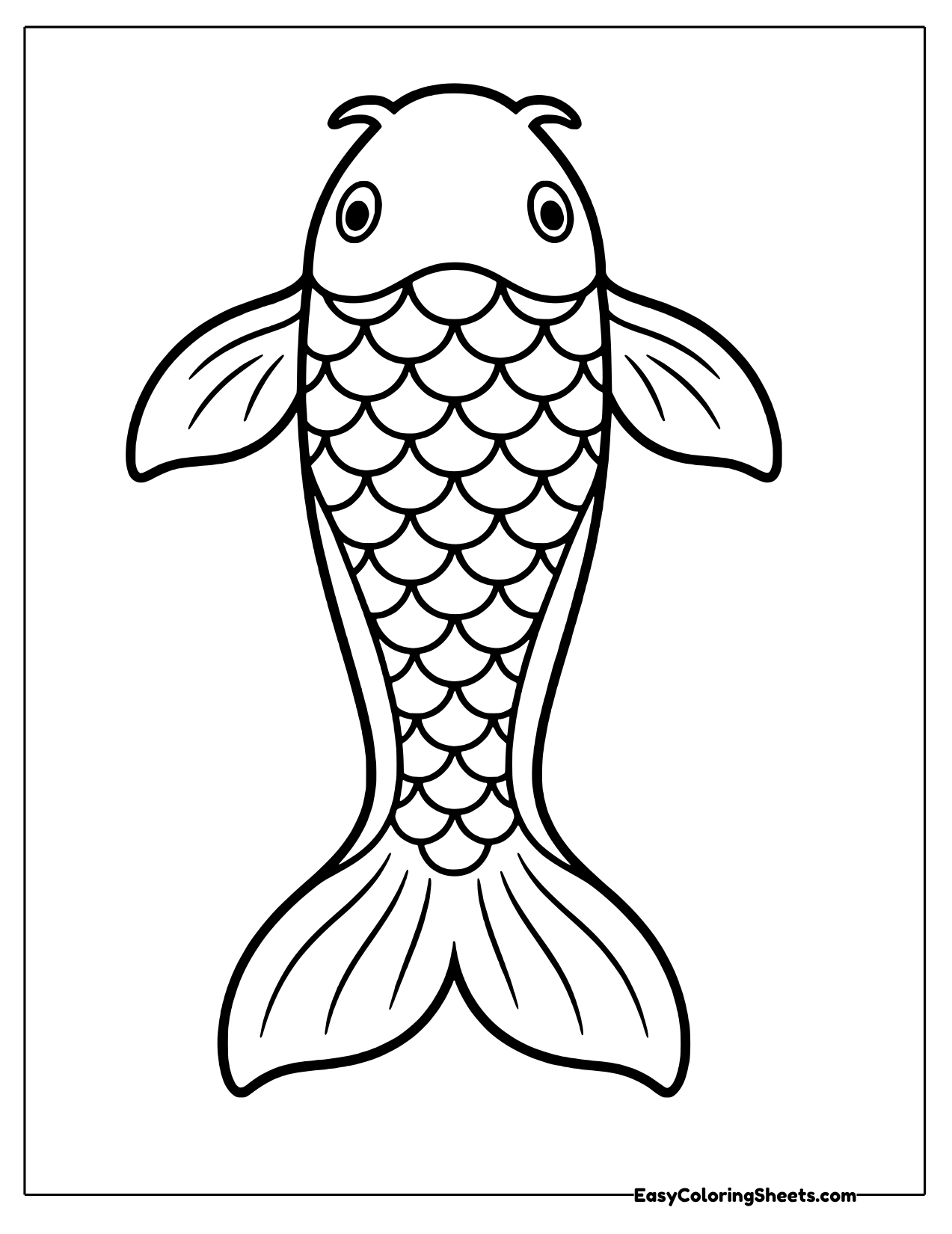 Koi viewed from the top with spread fins