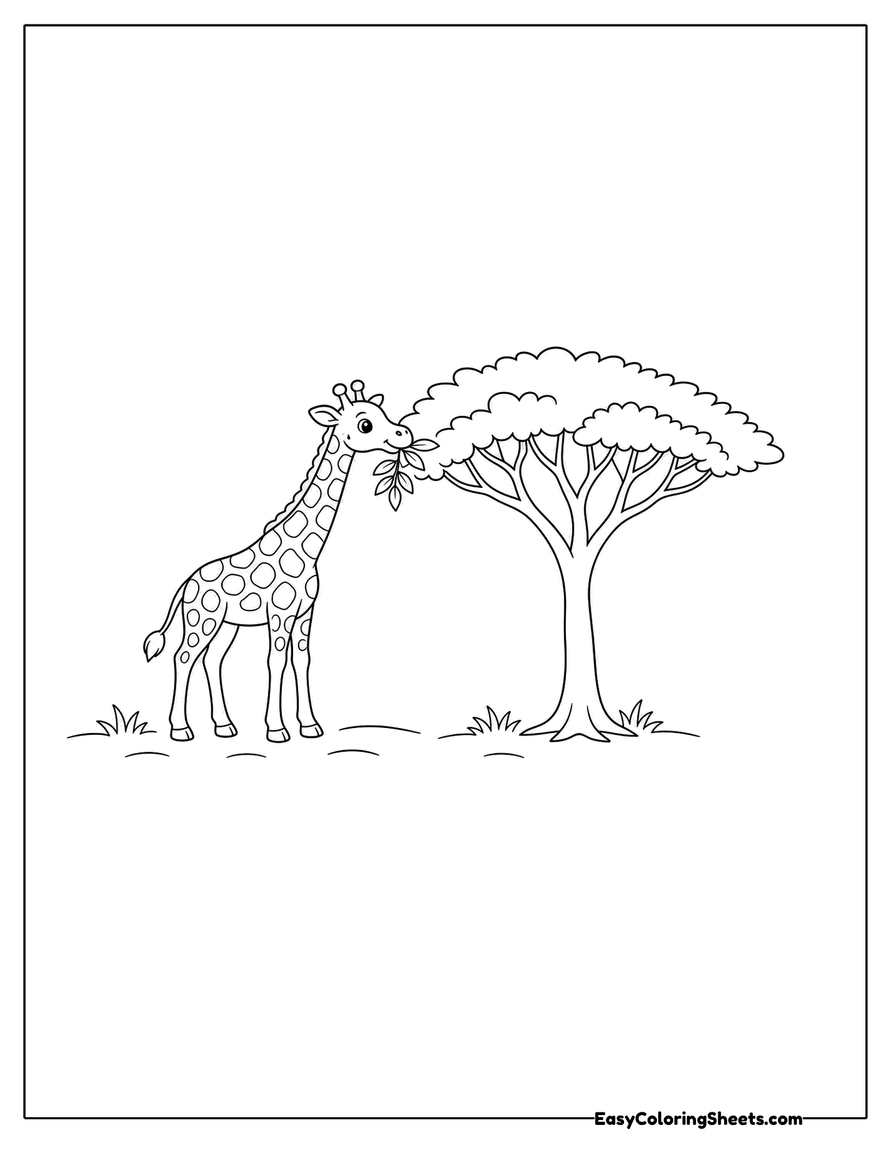 Giraffe beside an acacia tree