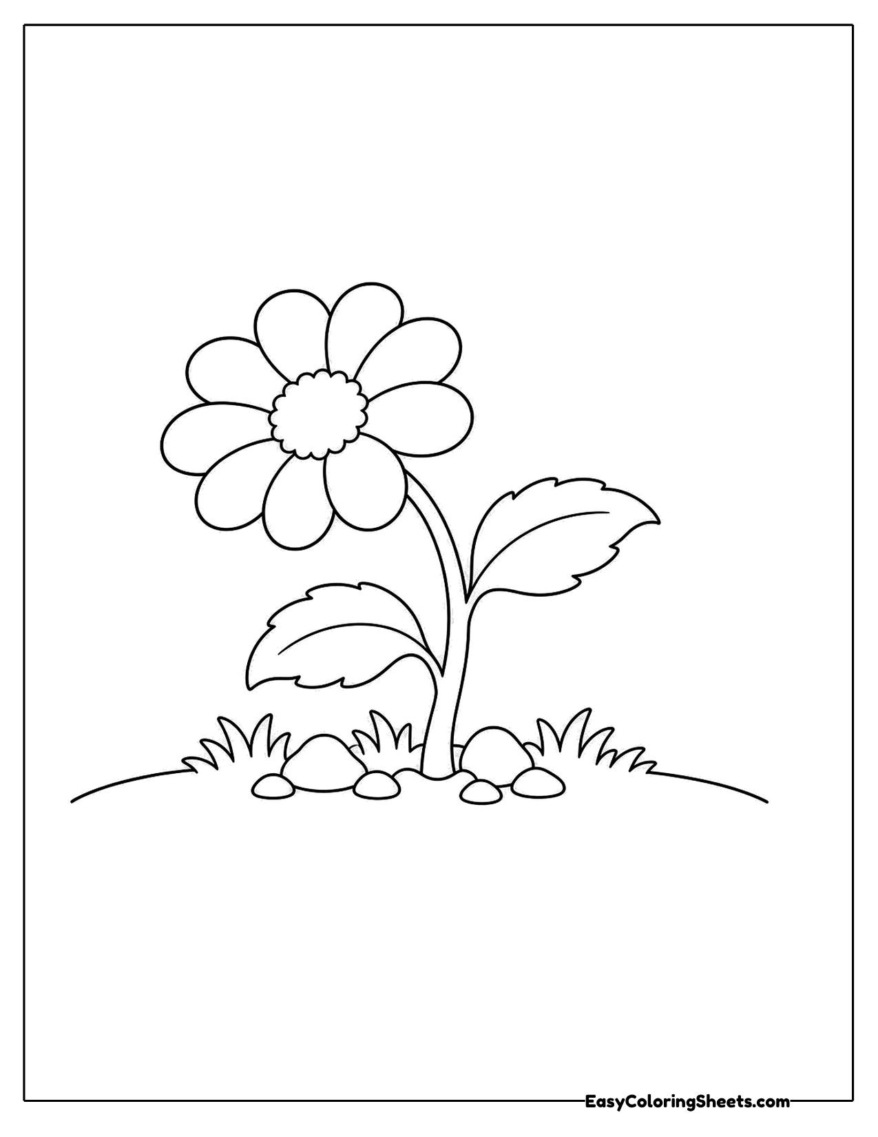 Daisy on a grassy hill with broad leaves