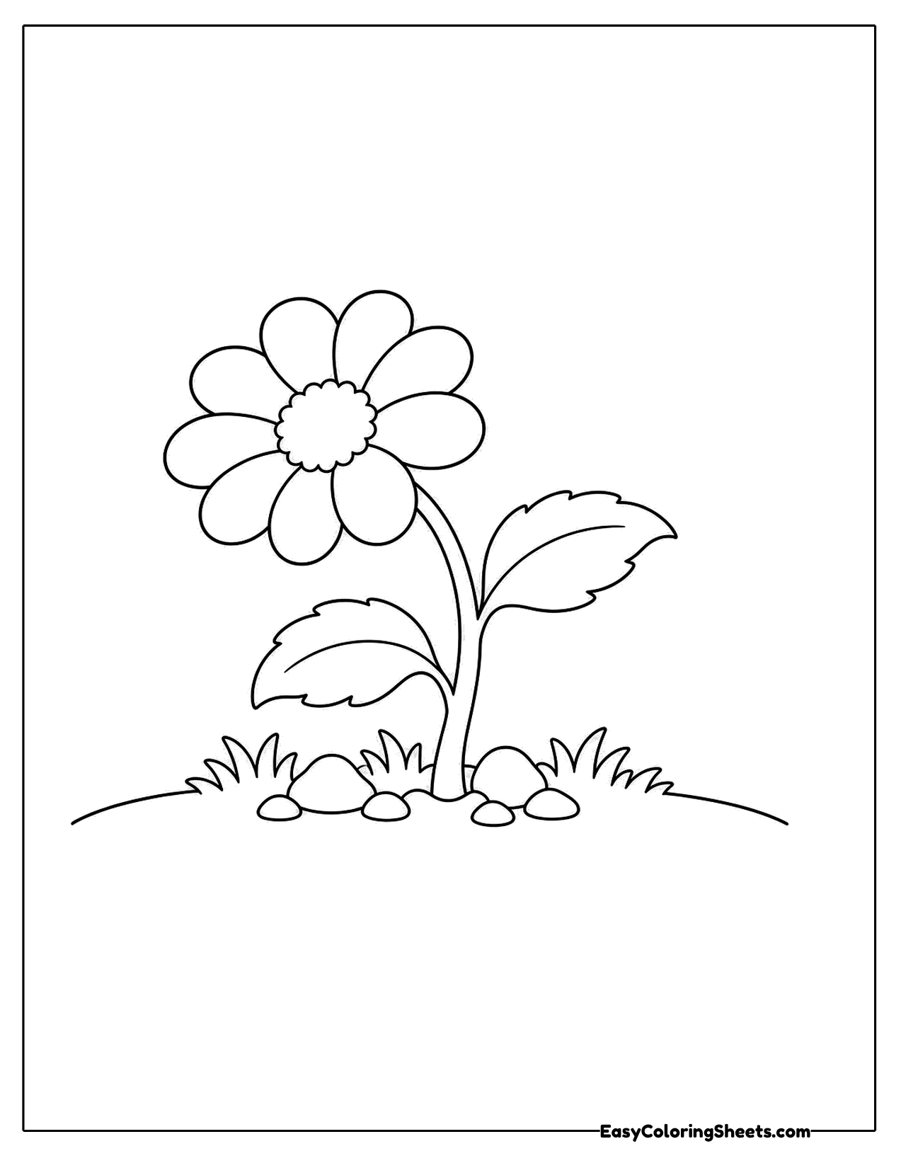 Daisy on a grassy hill with broad leaves