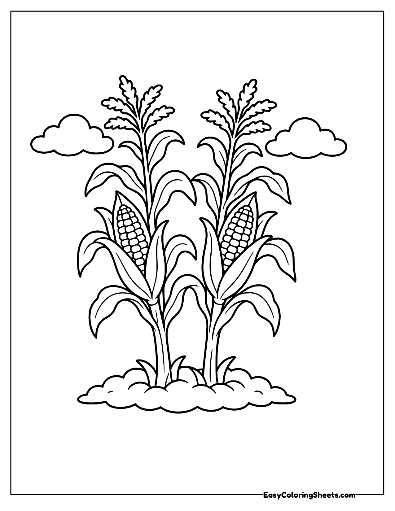Two corn stalks growing side by side