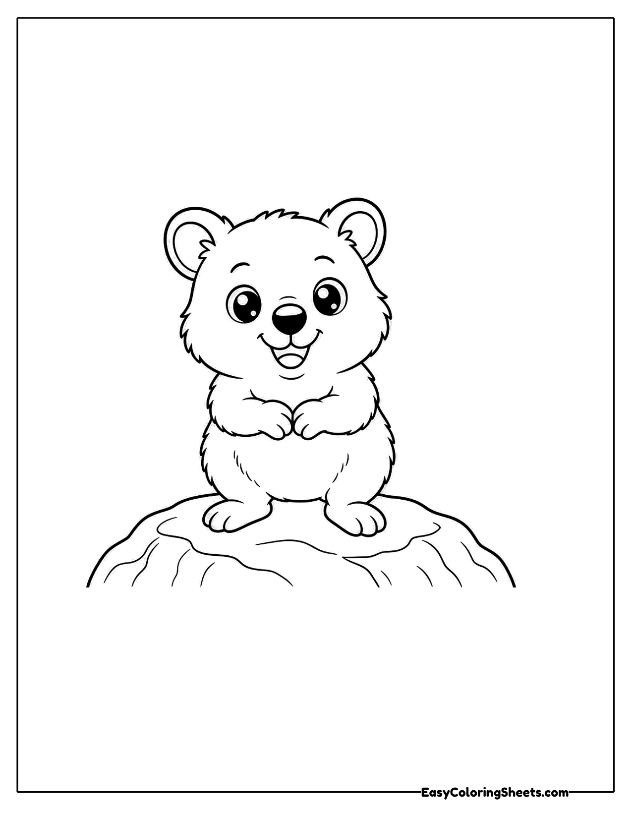 Quokka sitting on a rock