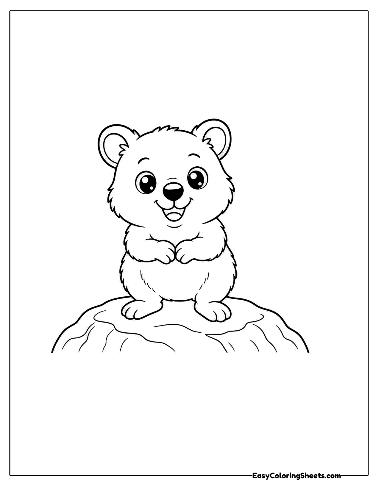 Quokka sitting on a rock