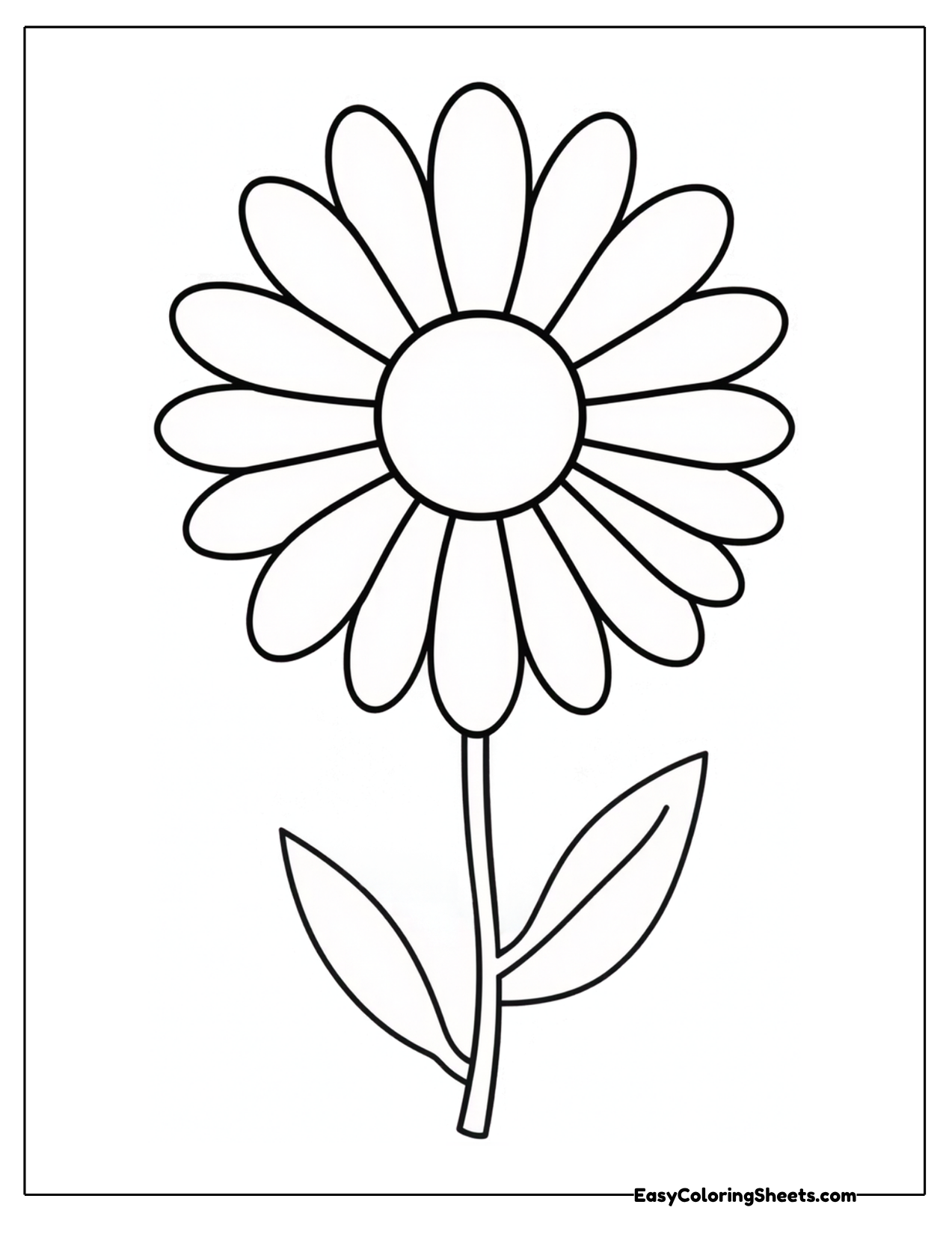 Large daisy with a round center and long petals
