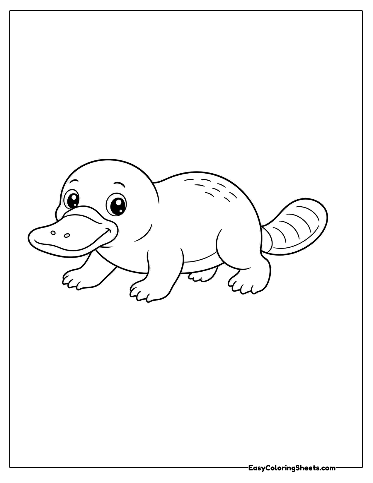 Baby platypus walking