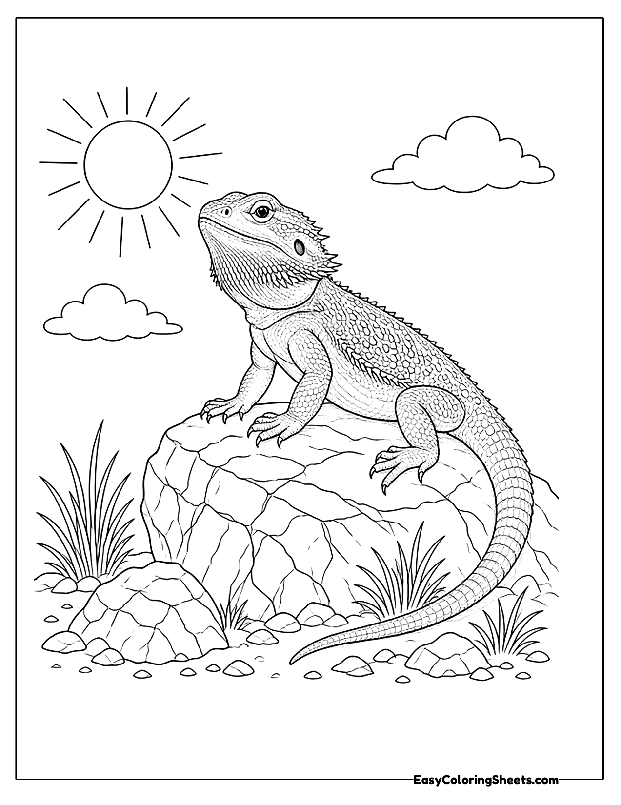 Bearded dragon on a rock in the sun