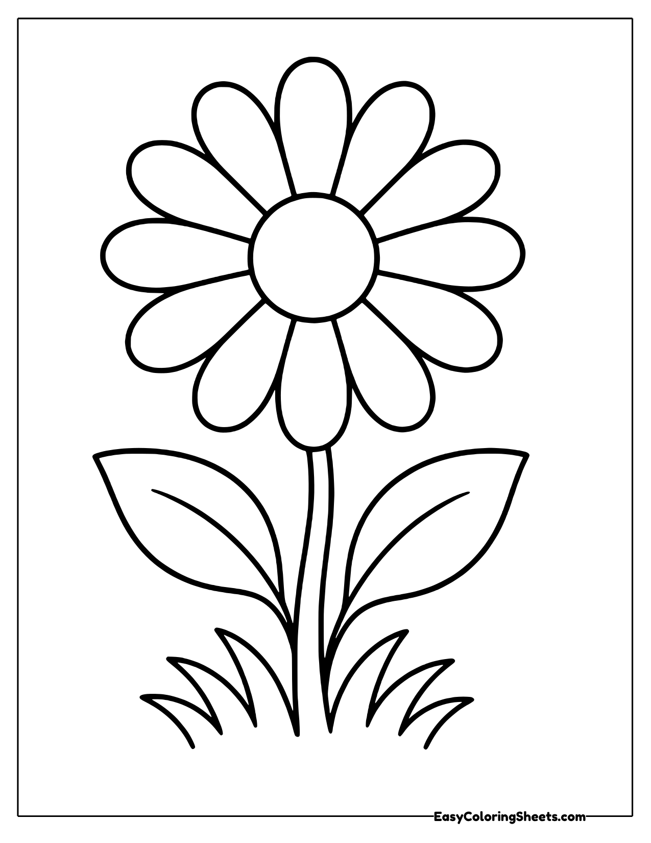 Giant daisy bloom with leaves