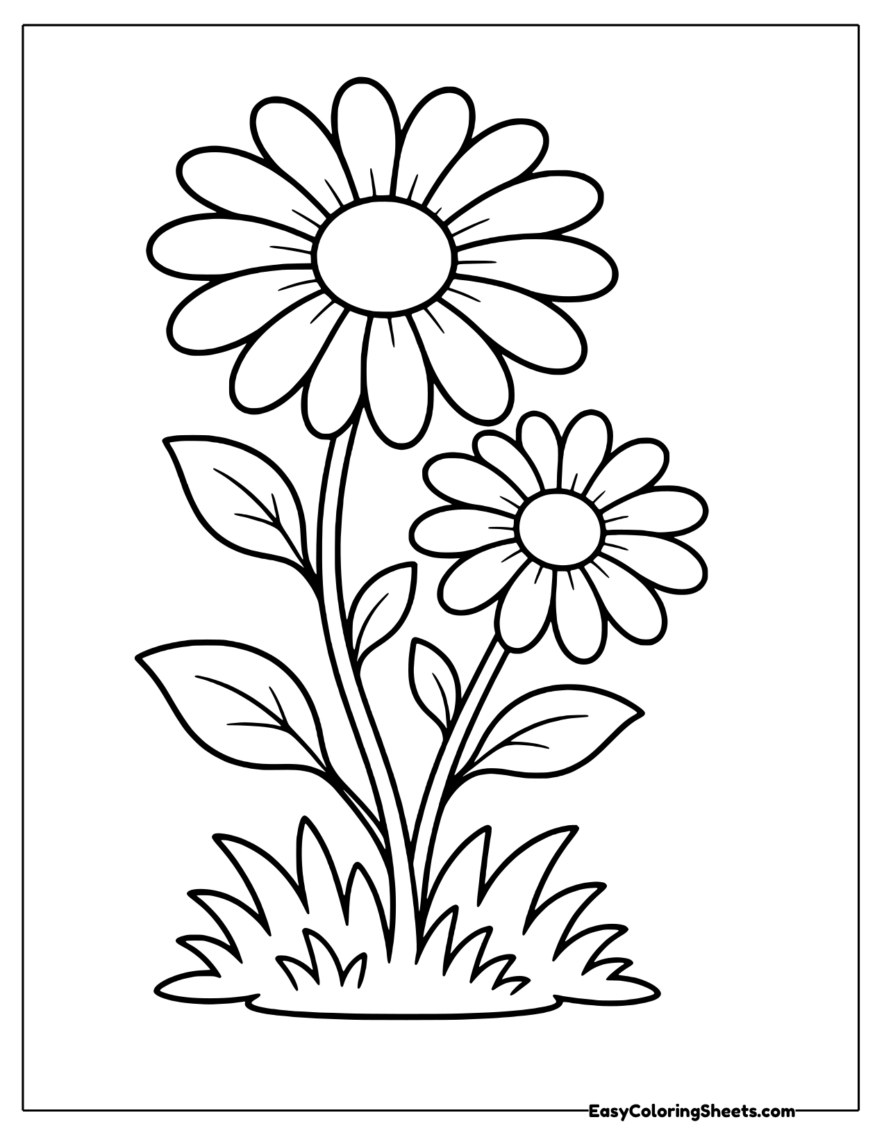Pair of tall daisies