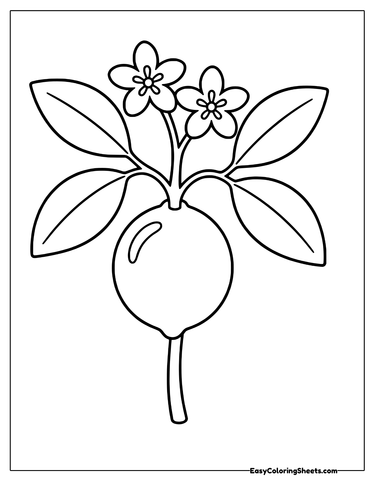 Lime branch with two star-shaped blossoms above a hanging fruit
