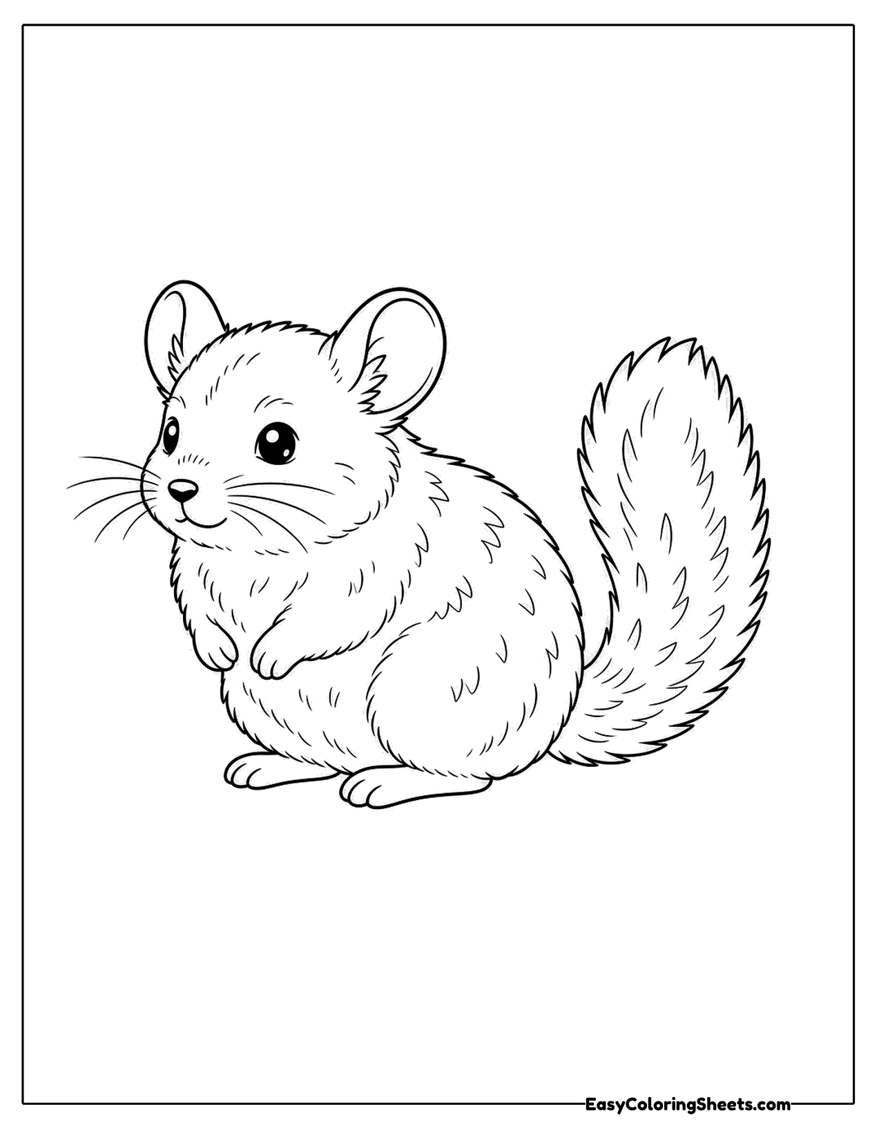 Cute chinchilla sitting with a bushy tail