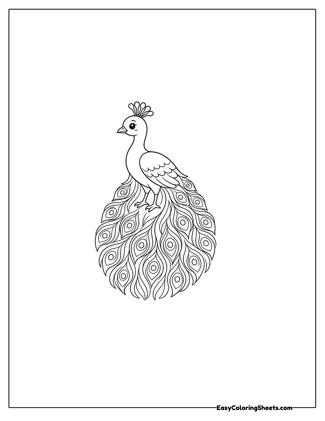 Peacock with a long tail train hanging down