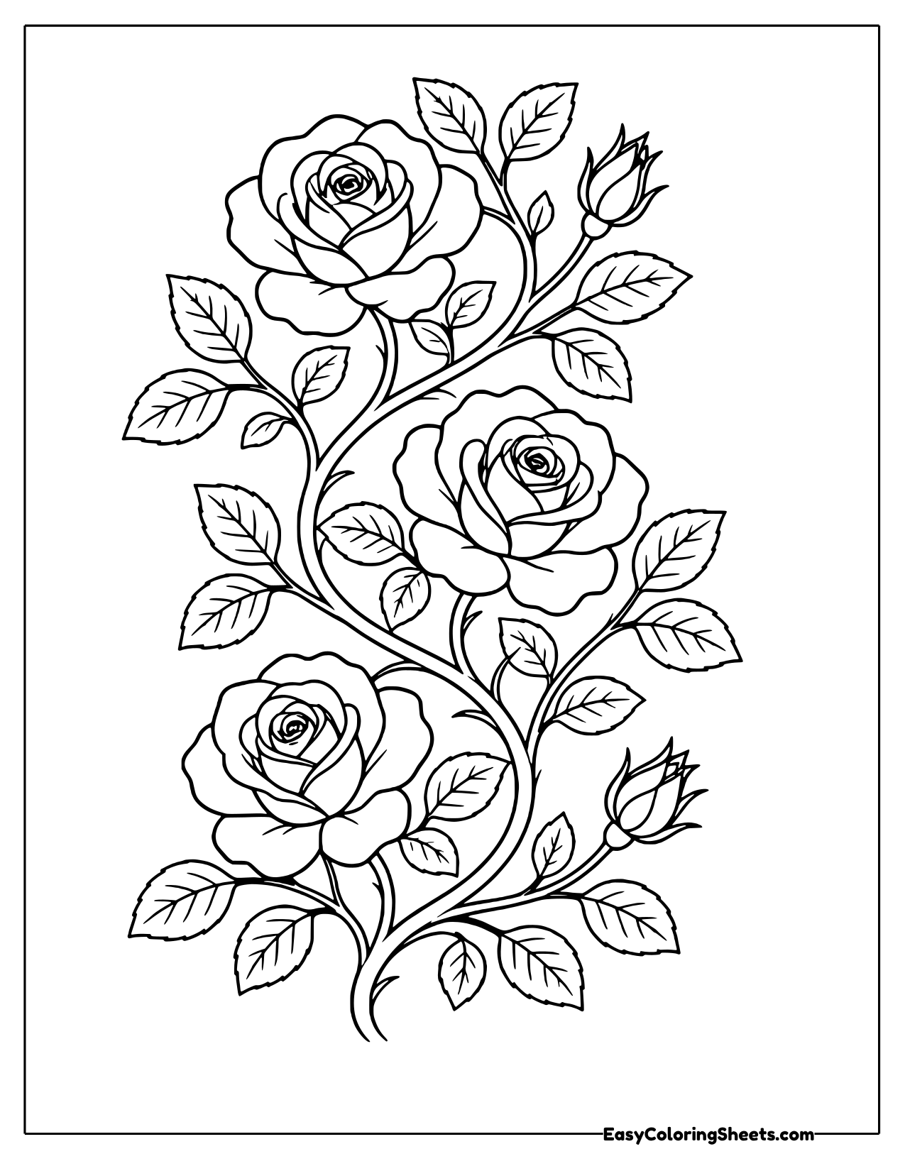 Climbing rose vine with many blooms