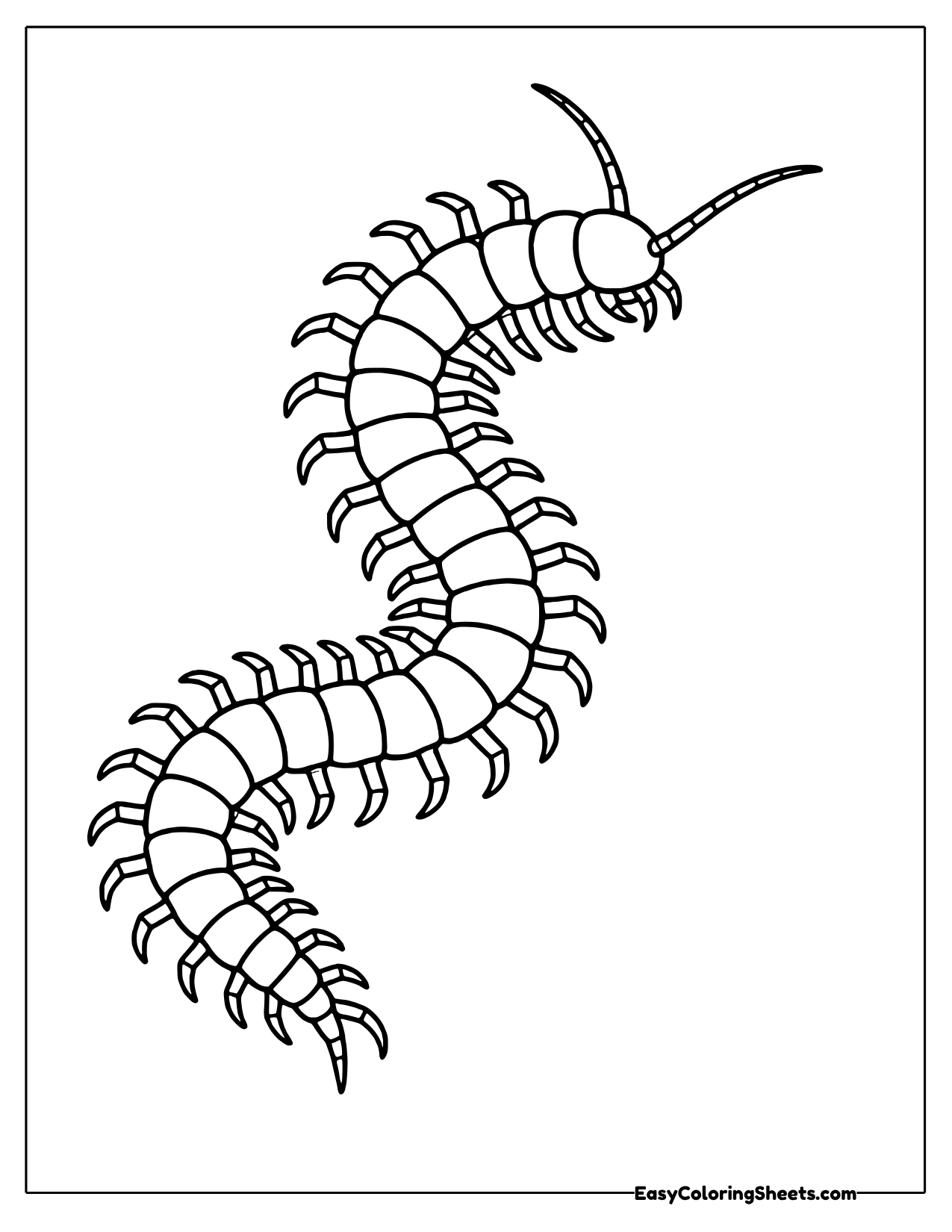 Small curling centipede with many jointed legs and long antennae