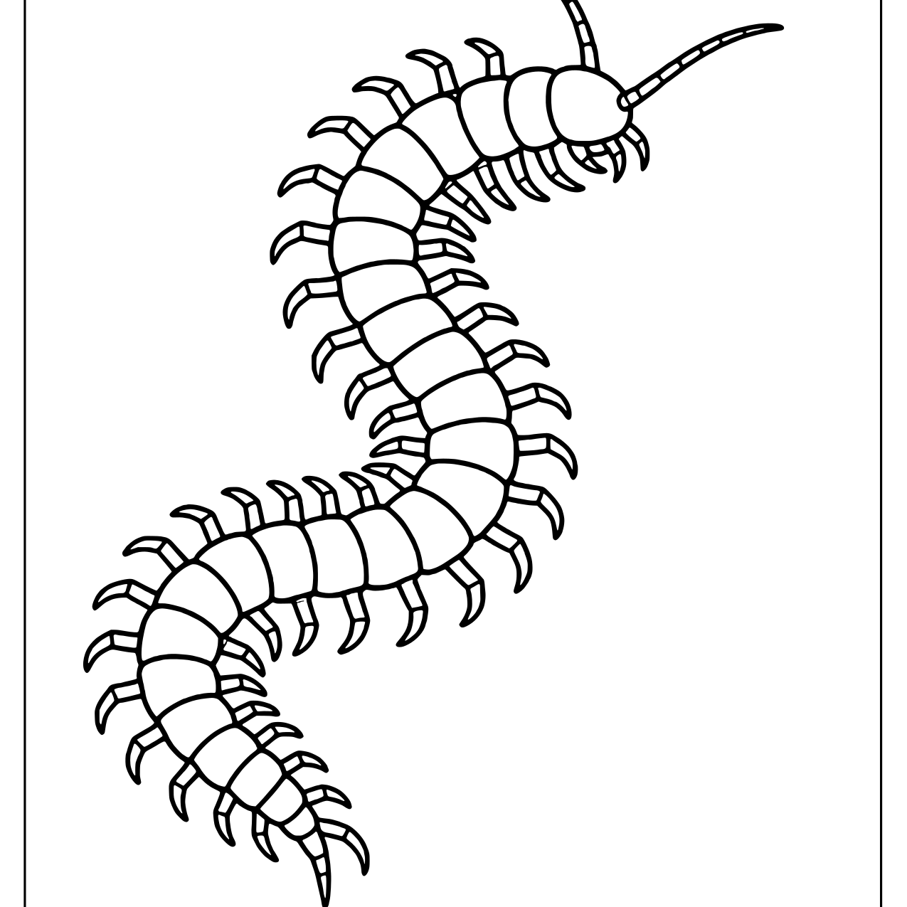 Small curling centipede with many jointed legs and long antennae