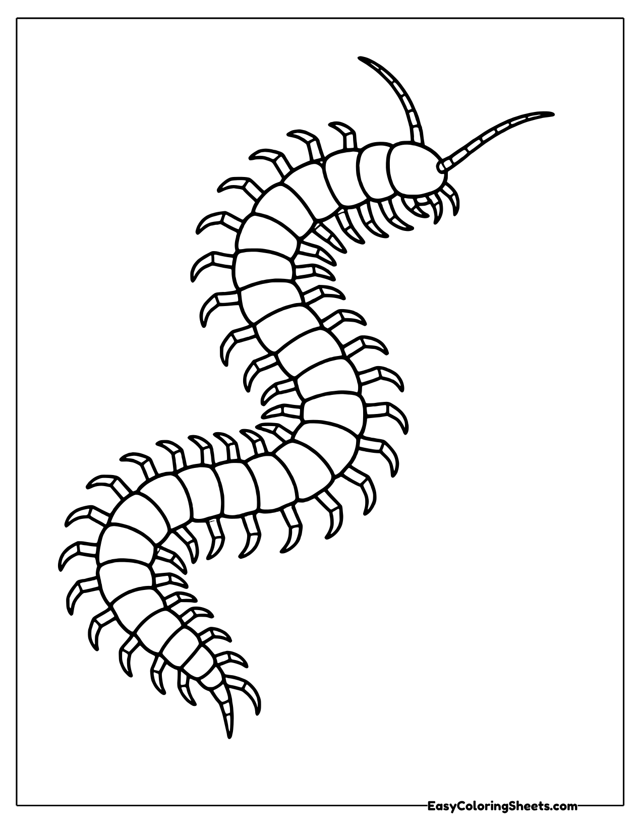 Small curling centipede with many jointed legs and long antennae