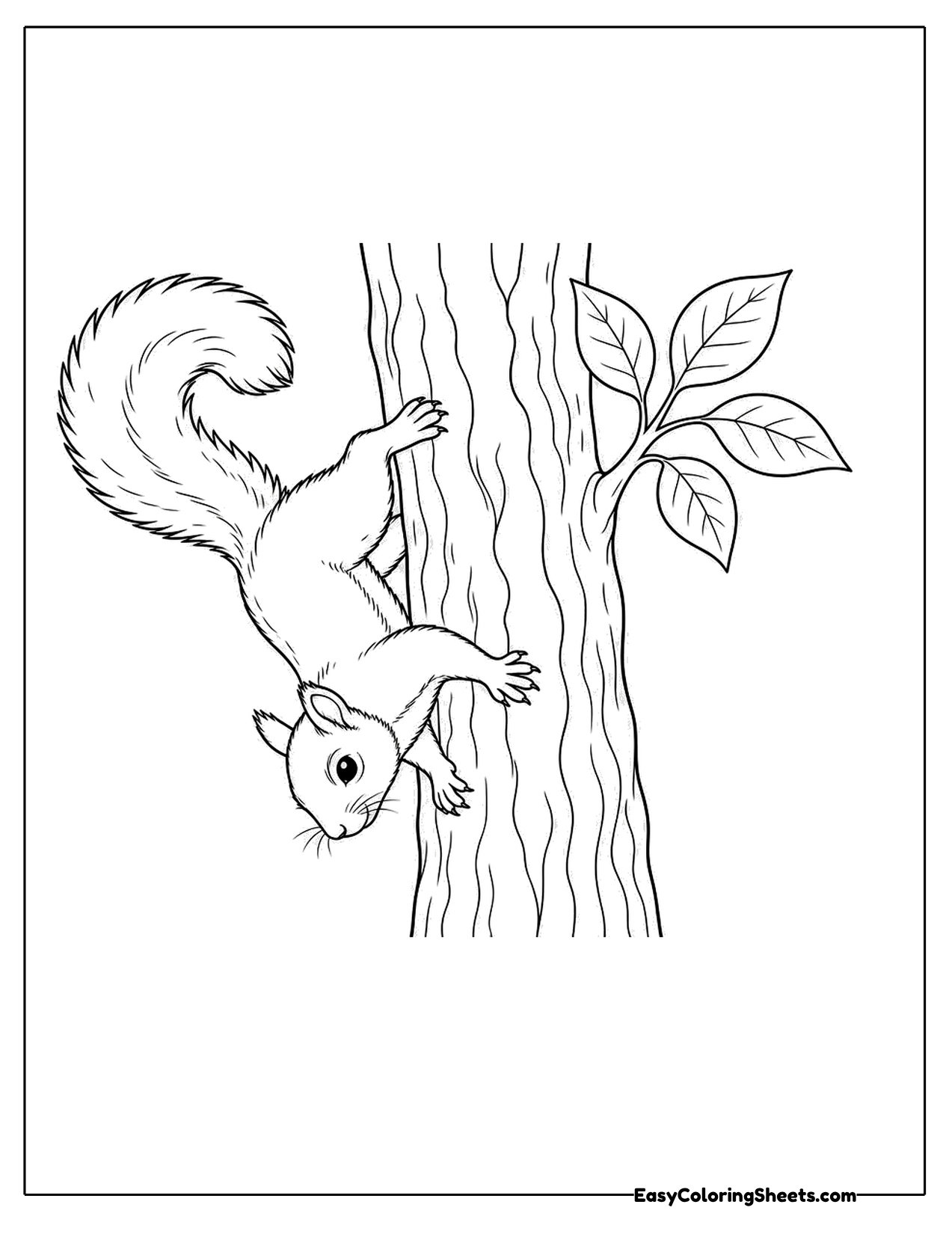 Gray squirrel climbing head first down a tree trunk
