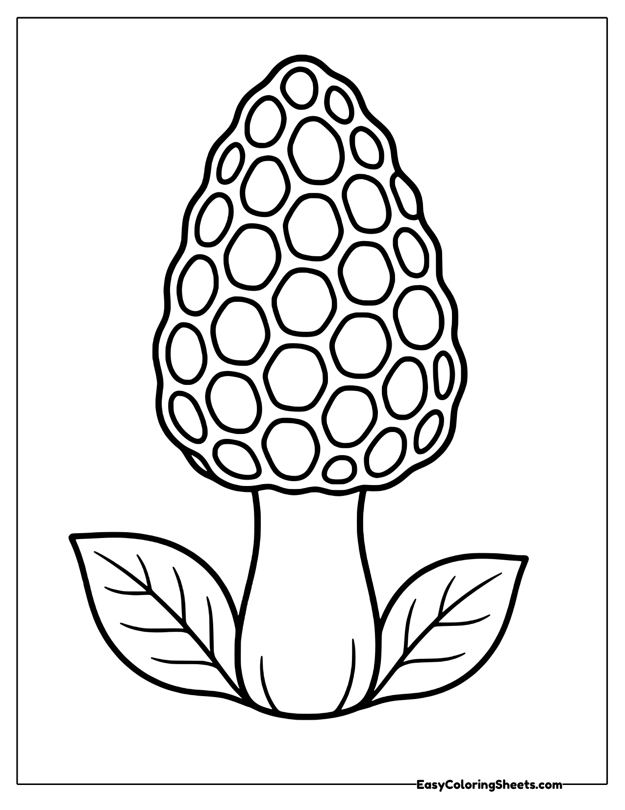 Morel mushroom with a honeycomb cap