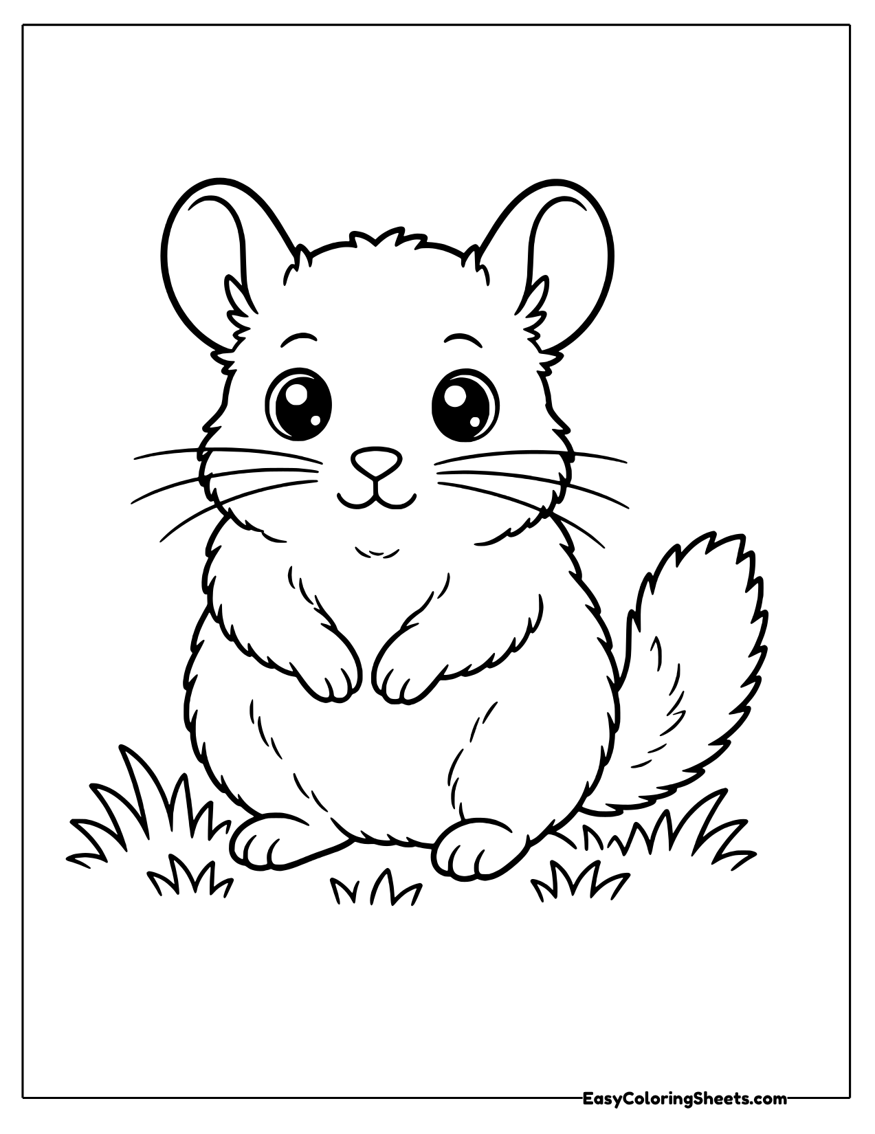 Chinchilla sitting upright in the grass