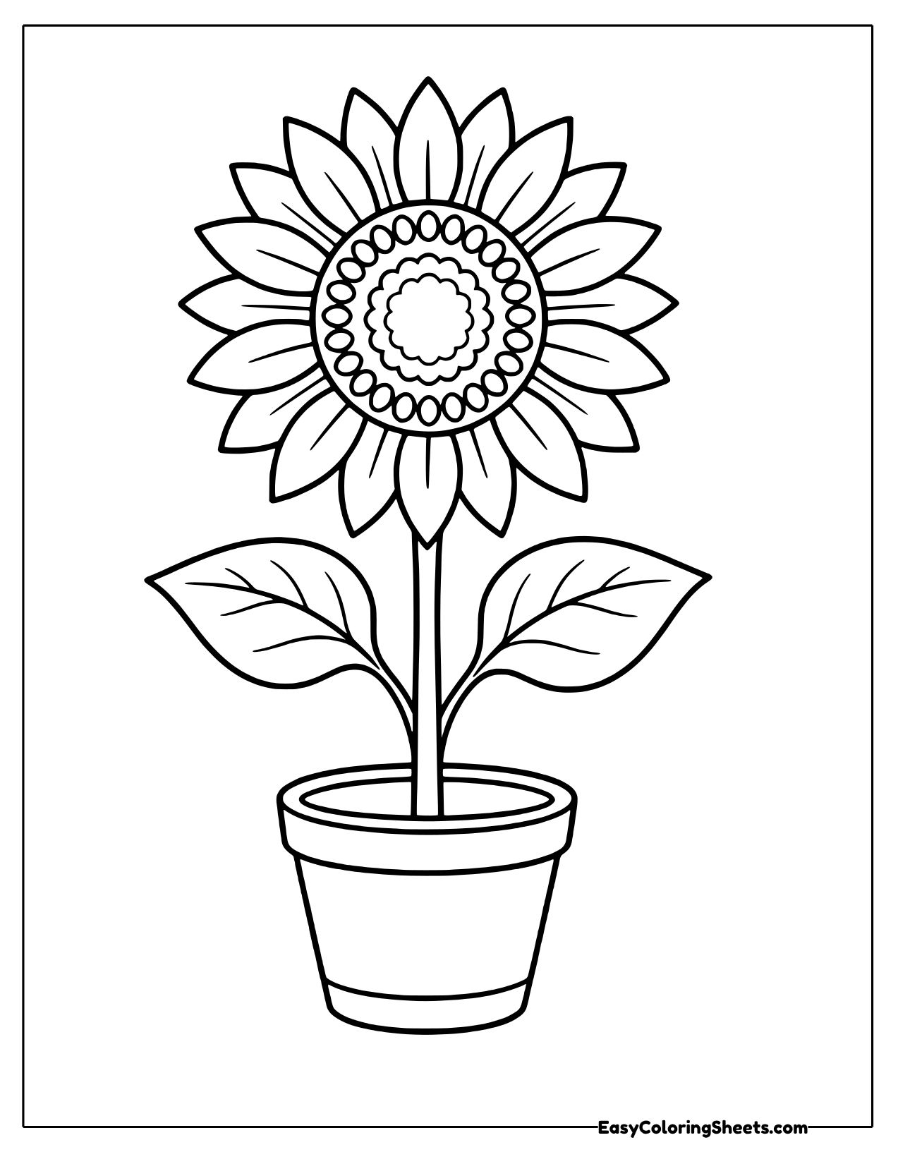Tall sunflower with two leaves growing in a clay flower pot