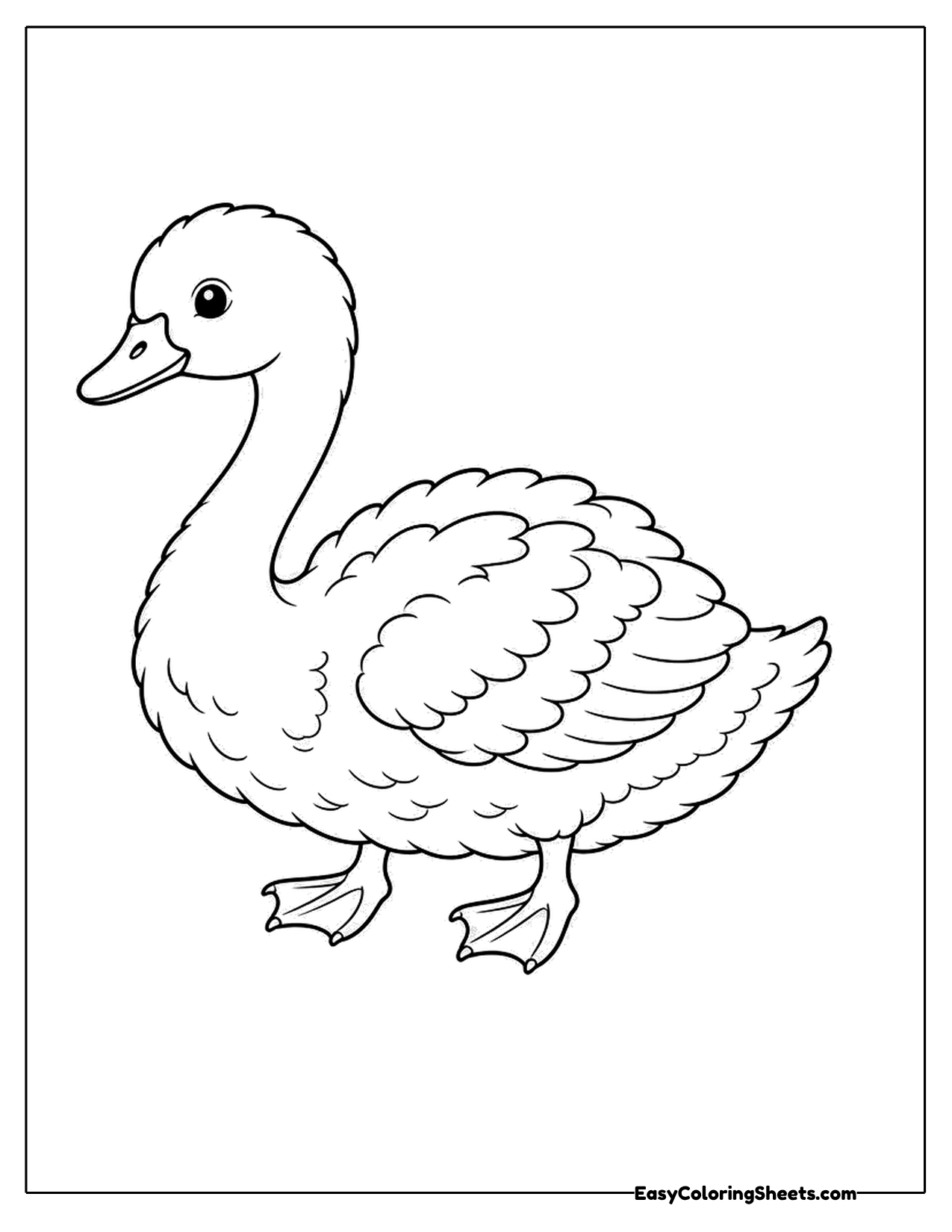 Swan standing with webbed feet