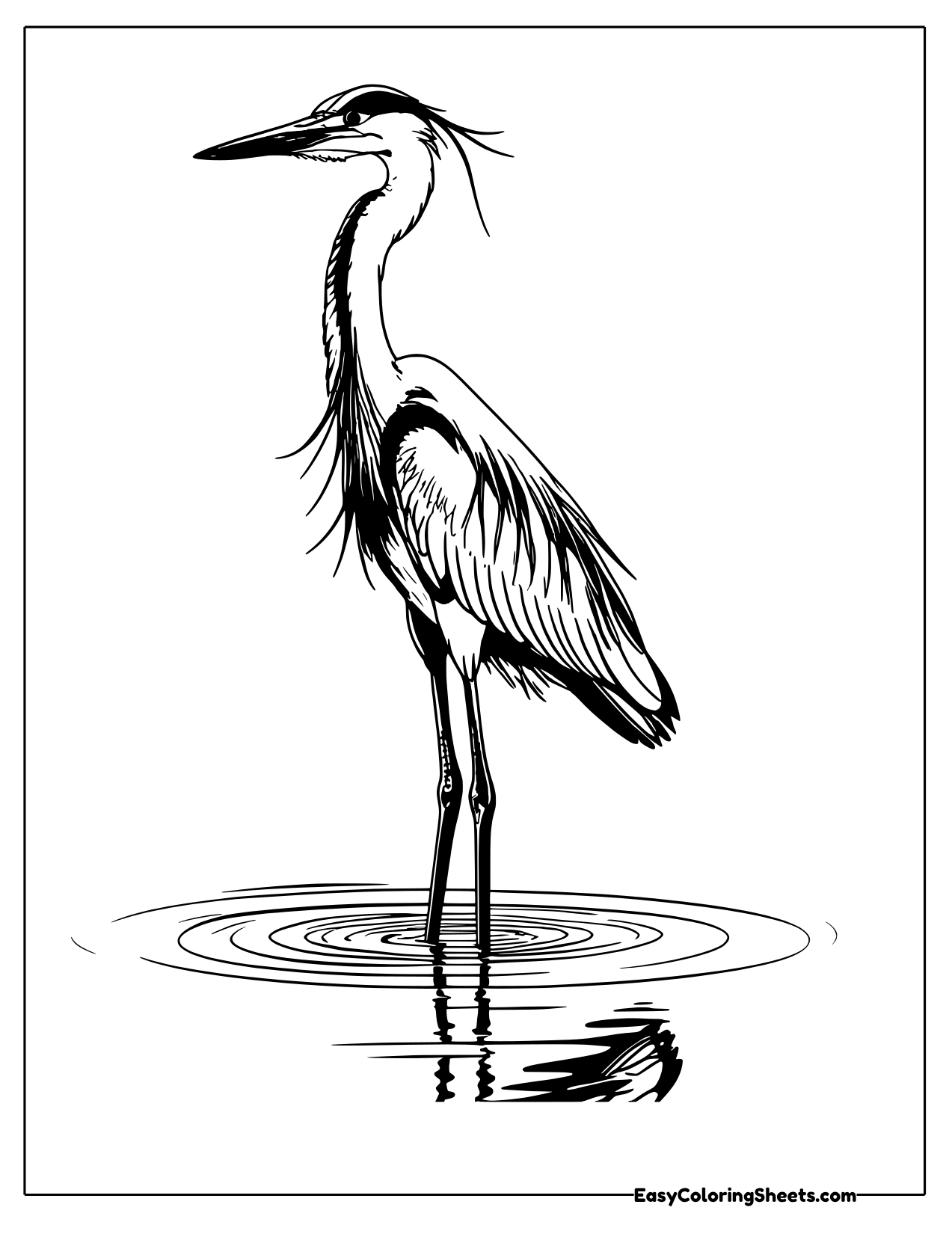 Great blue heron standing on long legs in rippling shallow water
