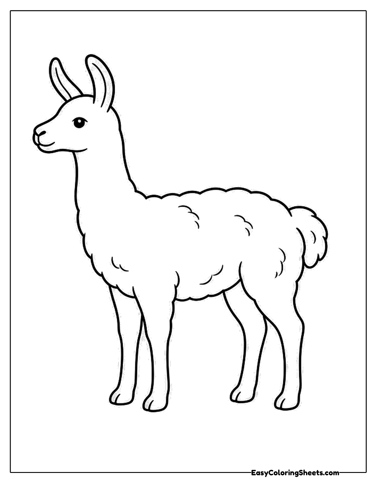 Woolly llama standing in side profile