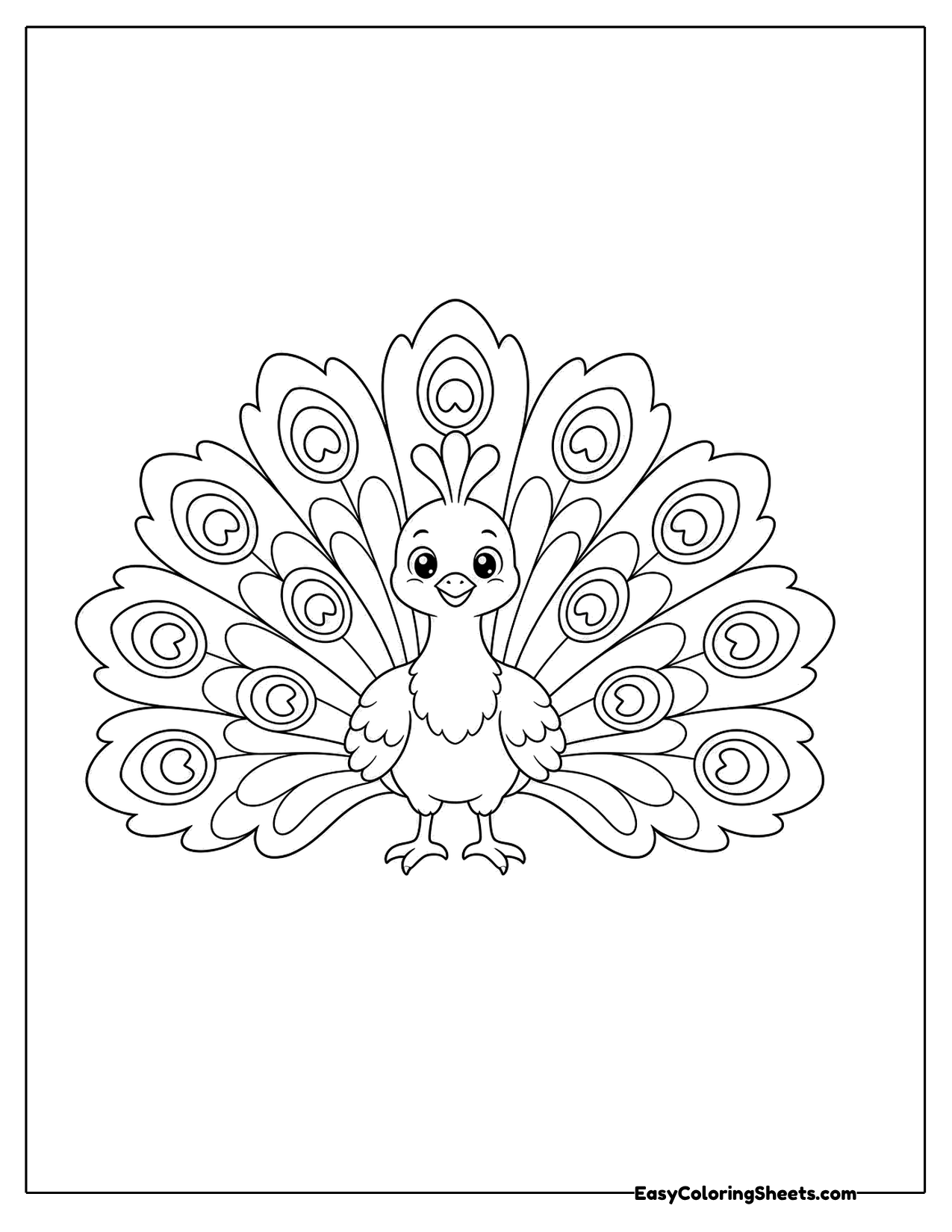 Peacock with an open fan tail front view