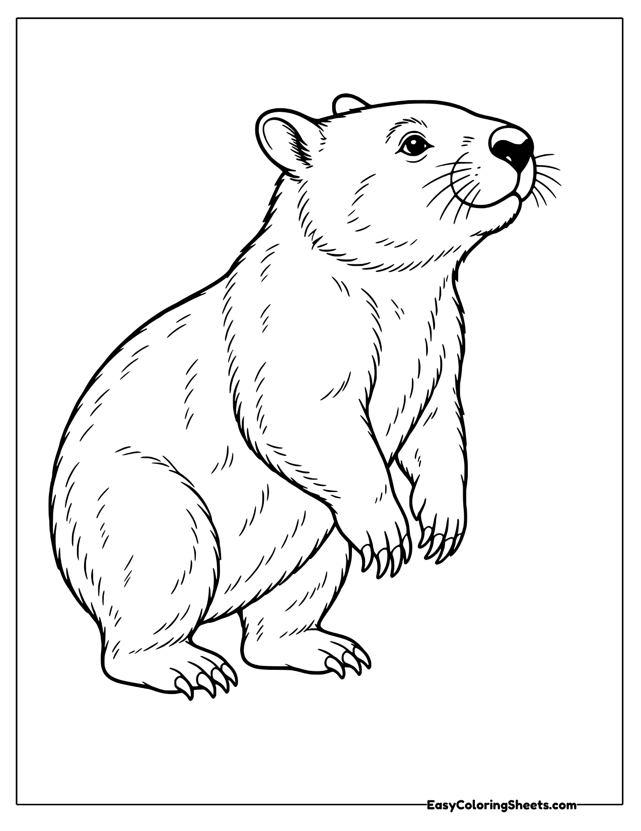 Wombat standing up sniffing